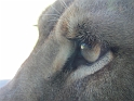 Alex_DZoo_II (11)